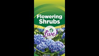 TLC Live  Flowering Shrubs [upl. by Yznel]