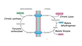 Lipogenesis fatty acid synthesis [upl. by Allyson]