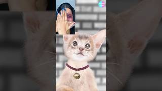 Cat TikTok Follow3  POV fyp xyzbca shorts cat catanimation 애니메이션 추천 [upl. by Dayna549]