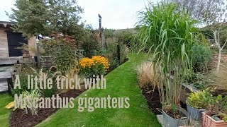 Miscanthus giganteus a neat little trick [upl. by Guglielma939]