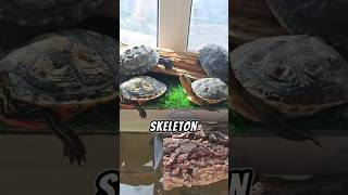 Can A turtle take off their shell  Whats inside A turtle Shellturtlesturtleloveturtleshell [upl. by Sneve]