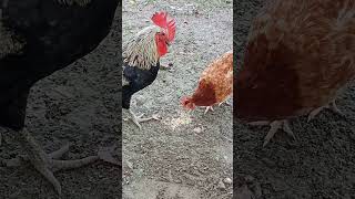 A pets murga and Murgi bade pyar se dana khate hue shortvideo pet shorts [upl. by Livi]