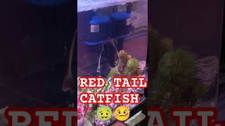 RED TAIL CATFISHredtailcatfishcatfishasiaaquariumandpetsaquariumviralshortsvideostingray [upl. by Aiet]