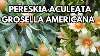 Cómo PLANTAR PERESKIA ACULEATA o GROSELLA AMERICANA  Ora Pro Nobis  El Huerto de Carlos [upl. by Minerva]