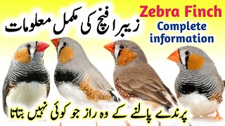 Zebra Finch breeding tips  Zebra Finch bird food list and Nest box cage setup  Zebra Finch care [upl. by Izawa929]