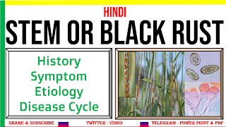 Stem or Black Rust of WheatSymptomEtiologyDisease Cycle  Puccinia graminis fsp tritici PAC 6 [upl. by Yroffej]