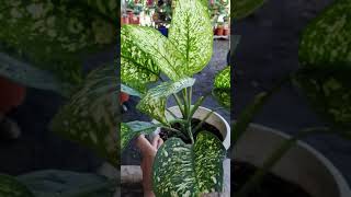 DUMB CANE PLANTS SHORTS [upl. by Eenobe769]