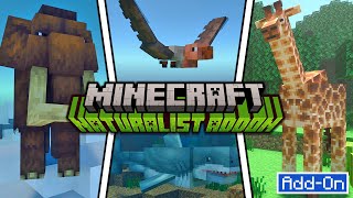 NATURALIST ADDS 100 ANIMALS TO MINECRAFT SURVIVAL AddOn Xbox Playstation Switch Mobile PC [upl. by Aihseit]