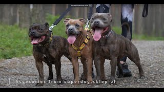 Staffordshire Bull Terrier  leash walking [upl. by Kamerman]