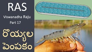 RAS లో రొయ్యల పెంపకం  Prawn RAS  17 [upl. by Lrub]