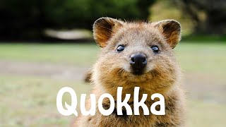 How To Pronounce Quokka [upl. by Nodarb]