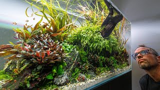 222 DAY UPDATE ON THE DREAM CLIENT AQUASCAPE 4K [upl. by Niai]