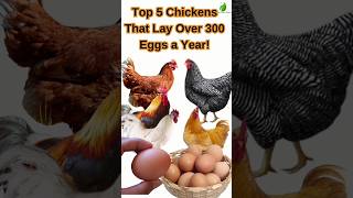 Top 5 Chicken Breeds That Lay Over 300 Eggs a Year poultry [upl. by Pang445]