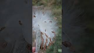 Beautiful Milkweed Seed Pod in Yosemite [upl. by England]