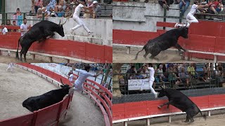 MANDUELCourse CamarguaiseAvenir26082023Coupe des Manadiers du Trident dOr [upl. by Grunenwald]