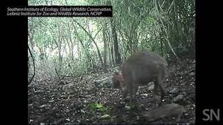 A silverbacked chevrotain is caught on camera in Vietnam  Science News [upl. by Eidok606]