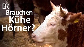 Kühe mit Hörnern in der Landwirtschaft Im Laufstall und mit Melkroboter  Unser Land  BR [upl. by Minsk]