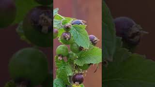 Blackcurrants Ripening 🫐 berry nature [upl. by Borlow]