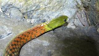 Red necked Keelback Rhabdophis subminiatus and neck poison [upl. by Ennybor811]