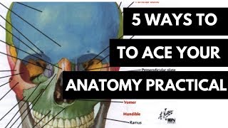 5 WAYS TO ACE YOUR ANATOMY PRACTICAL [upl. by Holden]