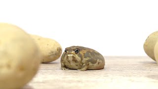 Rain frog Today is another peaceful potato land [upl. by Labors804]