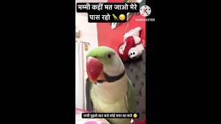 Mummy Mere paas Raho Koi Kaam Mat Karo 😒🦜parrot funny comedy youtubeshorts shorts [upl. by Yasnil]