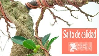 Salto de calidad  Ficus  Bonsai Colmenar [upl. by Rambert790]