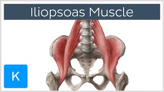 Iliopsoas Muscle Action  Function Anatomy amp Innervation  Human Anatomy  Kenhub [upl. by Sherlocke]