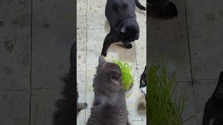 Pelea de gatos por la hierba cat catsofyoutube catshorts funny gatosdivertidos catlover [upl. by Enimassej]