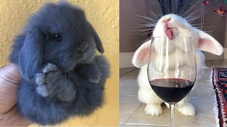 Cute Baby Animals Videos Compilation  Funny and Cute Moment of the Animals 24  Cutest Animals [upl. by Flin]