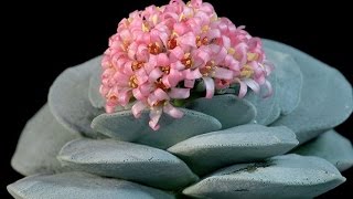 Crassula falcata  Airplane Plant [upl. by Fabrienne]