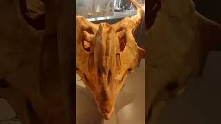 Le protoceratops museum paleontology jurassicpark dinosaur triceratops [upl. by Euqinim]