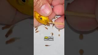 African Cichlids mouthbroodingnikhilpatle314 cichcichshortsyoutube nikhilpatle monsterfish [upl. by Doownelg72]