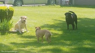 Wow My Pit Bull encounters other dogs and doesnt attack [upl. by Cutty]