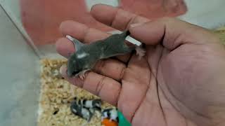 2 WEEK OLD BABY DORMOUSEAFRICAN PYGMY DORMICETUPAI MINI睡鼠 [upl. by Noyrb]