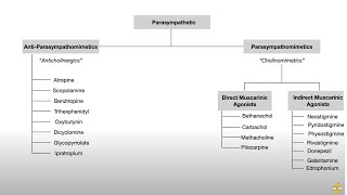 Autonomic Nervous System Pharmacology Receptors and Physiology [upl. by Atokad]