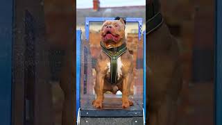 6 most deadliest dog breeds in the world 😡🔥 shorts [upl. by Alfeus759]