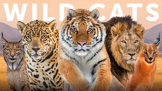 All 40 Species of Wild Cat Organised by Lineage [upl. by Sy]