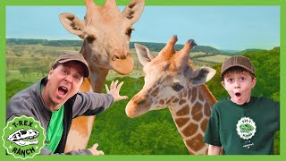 Petting Wildlife Animals with Park Ranger Aaron and LB 🦕 TRex Ranch Dinosaur Videos [upl. by Anotyad]