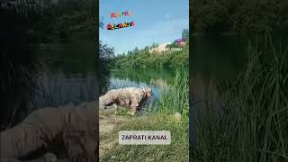 KANAL PECANJE RIBOLOV reels fishing reel shortvideo funny carplove carp carps [upl. by Worrad911]