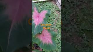 Caladium Plants caladiumplants viewshighlights shortsfeed youtubeshorts trending subscribe [upl. by Paza748]