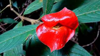 Psychotria Elata Flower of Lips HD1080p [upl. by Quiteri]