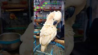 Very cute African parrot 🦜🦜🦜🦜😍 🐤🐤🐦🐦🐣🐣💐💐🐓🐓birds loverparrot viralshort shorts youtube [upl. by Ellenehc]