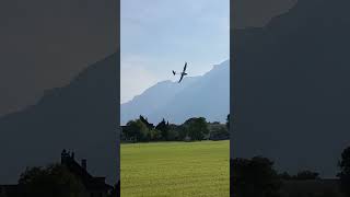 Incredible Archaeopteryx Turns 🌀  Flying Thermals Like a Paraglider Shorts [upl. by Malachy265]