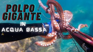 Pescasub  Polpo GIGANTE nel sottocosta spearfishing pescasub polpo octopus akaso [upl. by Ollayos455]