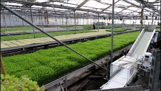 2000 Pounds of Microgreens Per Week See How This Farm is Dominating the Game with Curtis Stone [upl. by Remos]