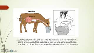 fisiología ruminal [upl. by Adahs]