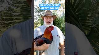 MAKE CHICKENS GREAT AGAIN FreeRange Survival Chickens are the Future of Poultry chicken [upl. by Oir496]