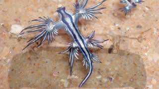 glaucus atlanticus [upl. by Alaikim]