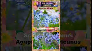 Agapanthus flowers agapanthus video shortvideos shorts video reels viralvideo shortsfeed [upl. by Nylaras]